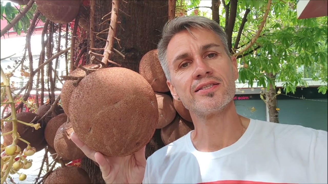 Курупита гвианская. Couroupita guianensis.