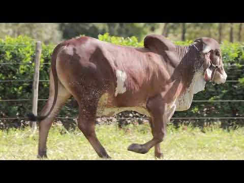 LOTE 79 – LICO FIV CABO VERDE JCVL4634