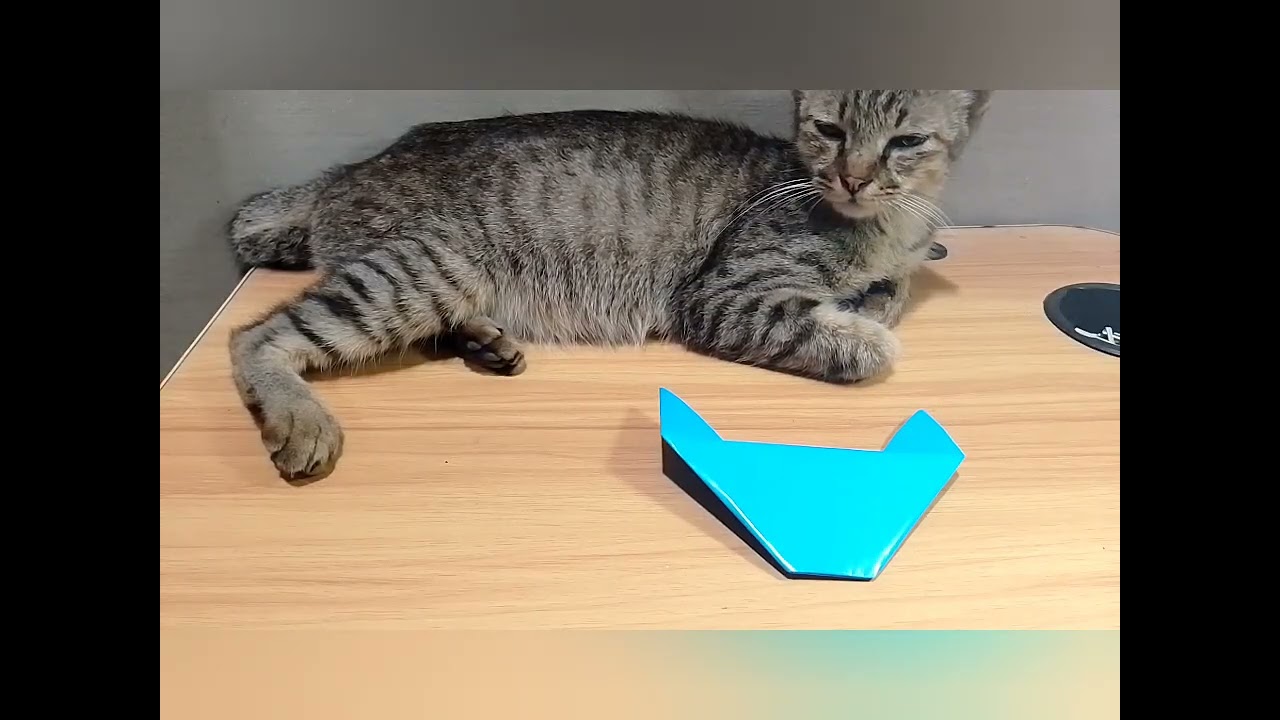 Belajar Membuat Origami Bentuk Kucing