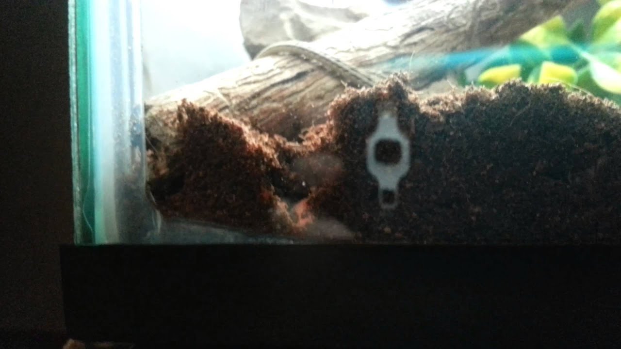 camera iphone 8 plus apk Burrowing Garter