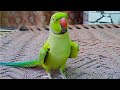 Talking parrot saying mithu mithu