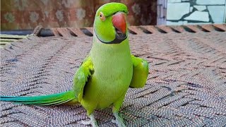 Talking Parrot Saying Mithu Mithu