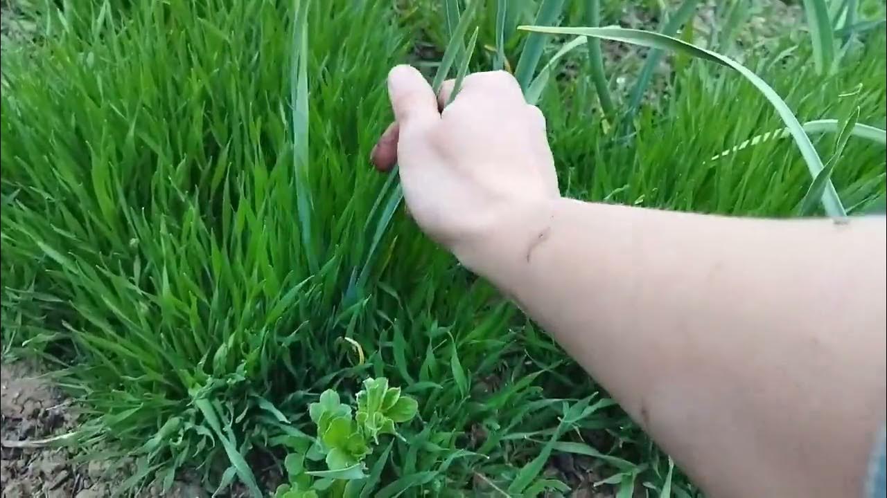 ЭКО земледелие, триходерма, вермигумус, озимый чеснок (часть 1-А) - YouTube