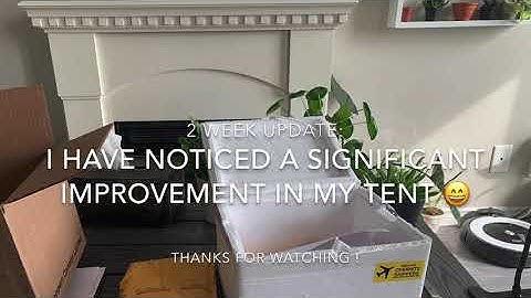 How-to- use /Natural spider mite predator / indoor pest control / Spidex by koppert