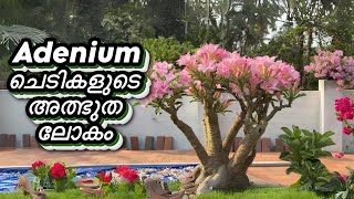 Adenium ചെടികളുടെ അത്ഭുത ലോകം