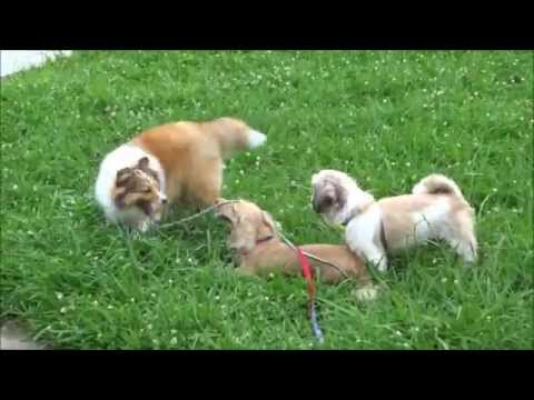 Dog お犬様の戯れ シーズー ミニコリー ダックス Youtube