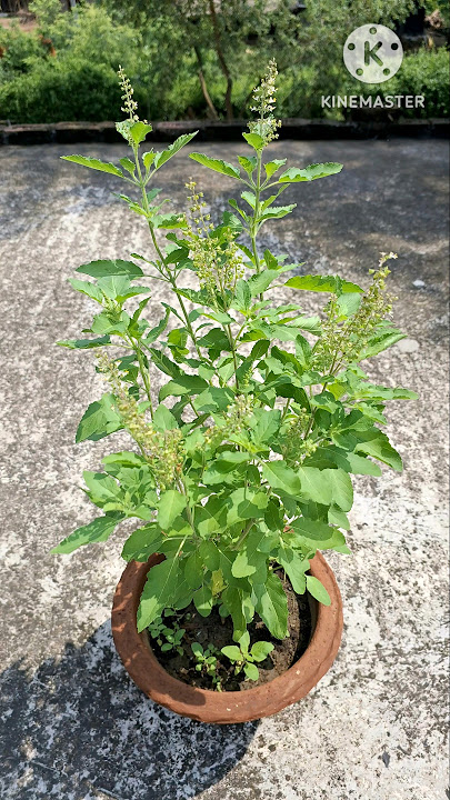 how to grow tulsi plant at home #shorts #youtubeshorts #tulsi #plant
