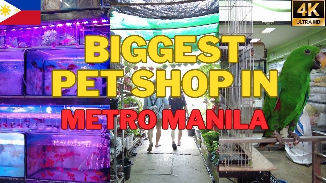 4k-cartimar-pet-center-walking-tour-youtube