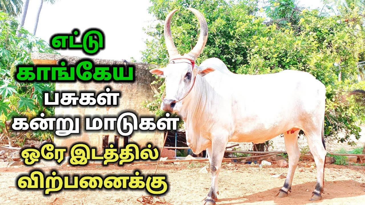 எட்டு காங்கேய கன்று மாடு மற்றும் சினை மாடு ஒரே இடத்தில் விற்பனைக்கு/ kangayam cow for sales.
