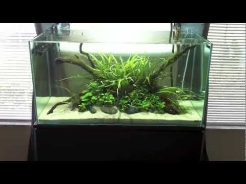 gallon aqua rimless tank mr planted
