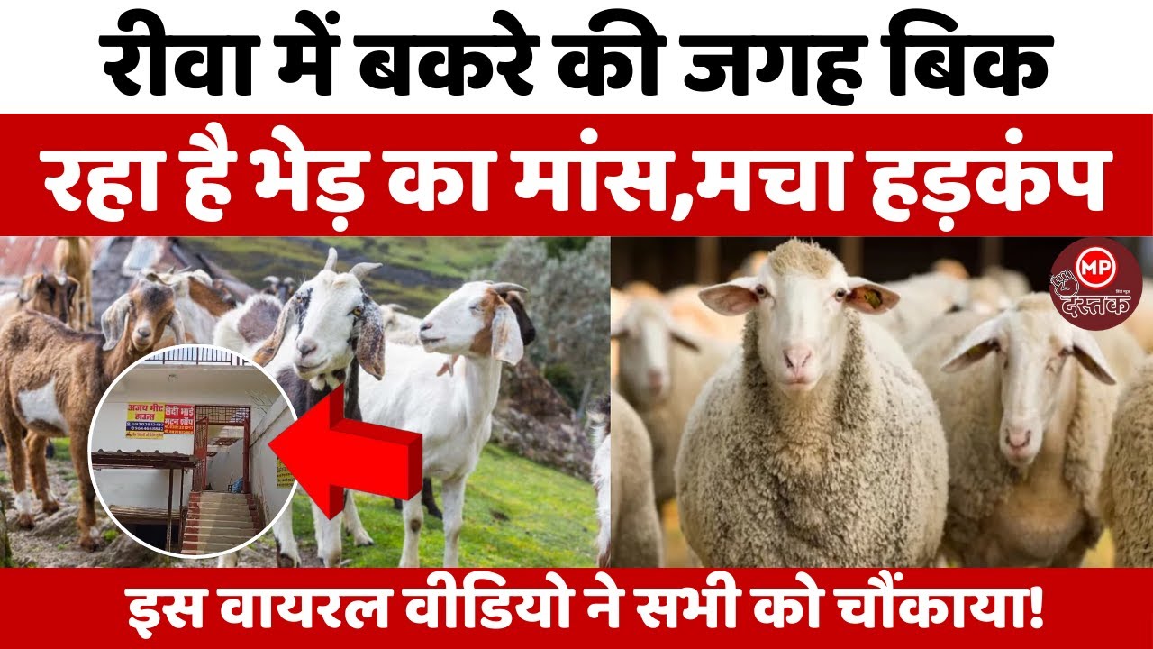 Viral Video Exposes:क्या REWA के मछली मार्केट में बकरे की जगह भेड़ का मांस बिक रहा है ? Rewa Breaking