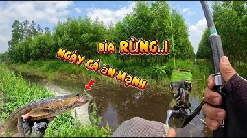 Săn cá lóc đen bìa rừng u minh || trãi nghiệm các tuyến kênh mới ven rừng  ||@duphanfishing69camau