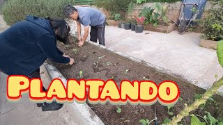 Hoje plantei couve manteiga, cebola roxa, cebolinha verde e abacaxi | Canal verde midori Brasil