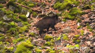 Jabalí atacando a un oso pardo