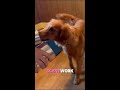Scent work is more than a game, its an incredible way for dogs to use their natural instinct #shorts