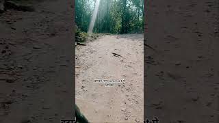 iska naam comment mai batana|monitor lizard/Komodo dragon #viral #trending #forest #wildlife #shorts