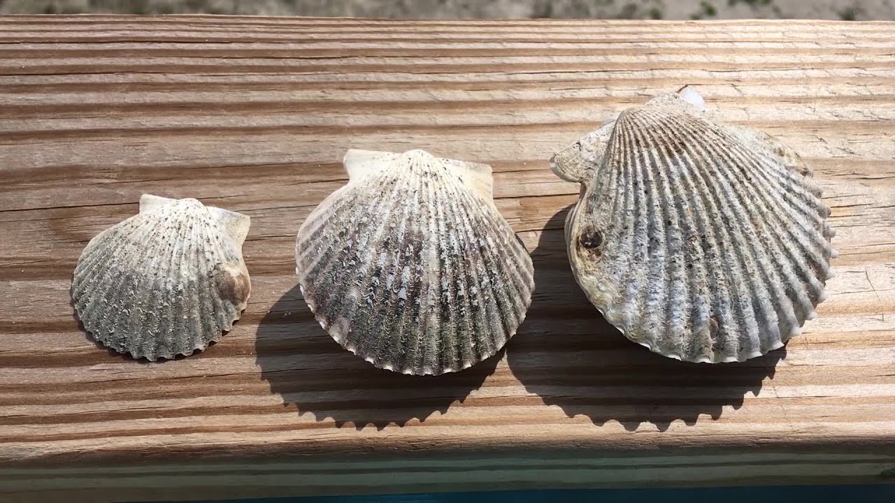 Scallop Season