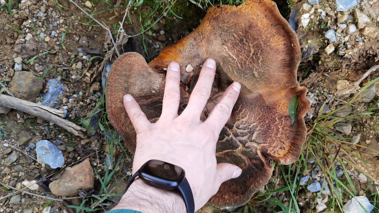 Un paxilo enrollado... Gigante! Paxillus involutus