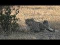SafariLive June 23 - Leopard Hosana almost got an Impala...almost.  LOL