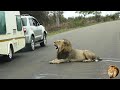 Lion Pose For A Photo Shoot In The Middle Of The Road