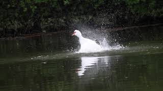 Muscovy duck @HARSHA Muscovy duck
Scientific name: Cairina moschata
#Photography, #bird, #nature, #harsha, #drharsha, #Indian, #wild, #wildphotography, #natgeo, #National Geographic, #yourshot, #awesome, #beautiful, #canon, #canon6dmark2, #canon6dmarkII, #6dmark2, #6dmarkII, #tamron, #tamron150600mm, #download, #birdfree, #freedownload, 

Harsha Vardhan Reddy KASIREDDY

More  about me: www.dr-harsha.com