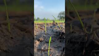 metode tanam tebar benih langsung dilahan sangat menguntungkan petani