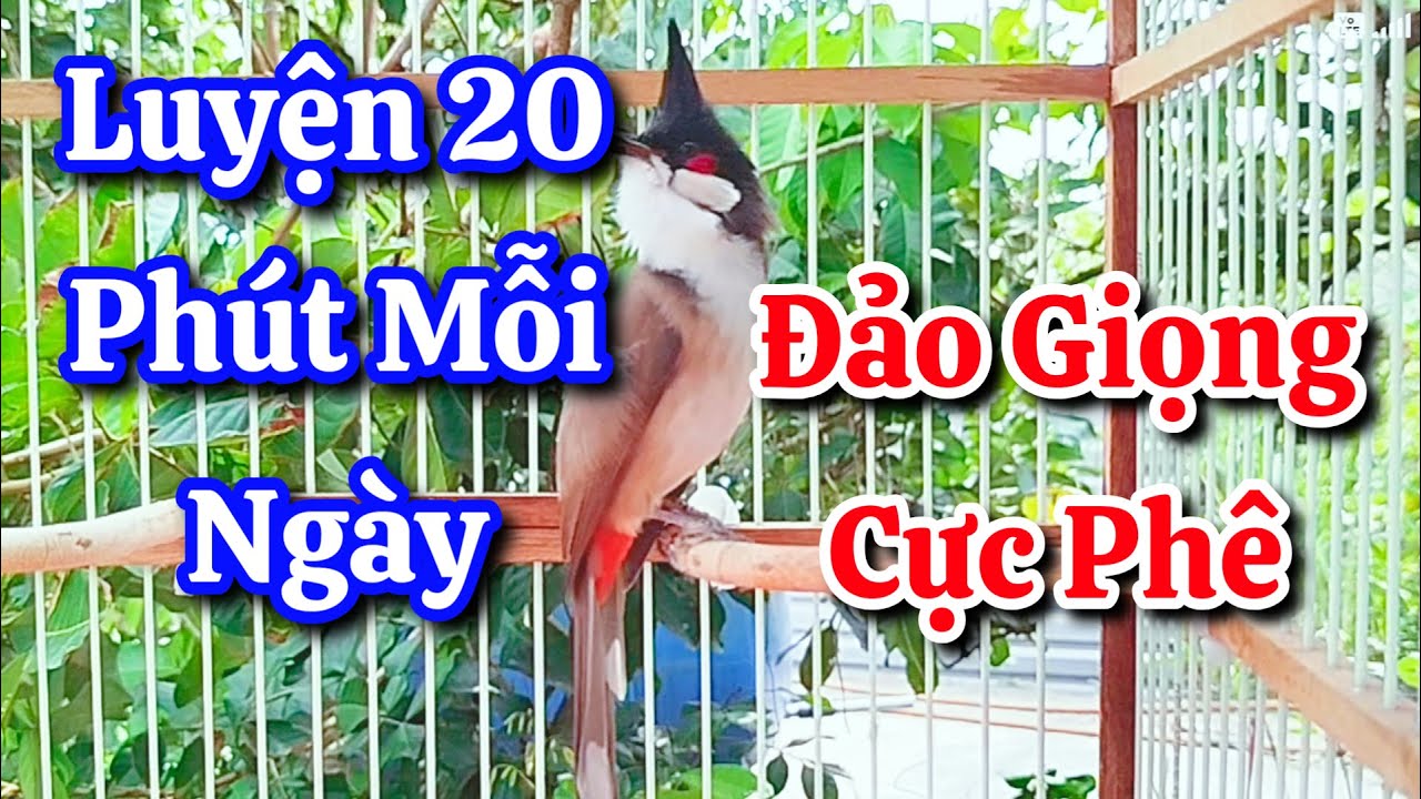 chào mào hót sáng kích bổi - luyện giọng hay ép bổi sổ bọng và căng lửa - chào mào hót đấu