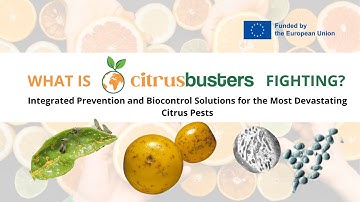 CITRUSBUSTERS: the fight against citrus pests (Candidatus Liberibacter and Phyllosticta Citricarpa