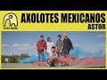 Axolotes mexicanos  astor official