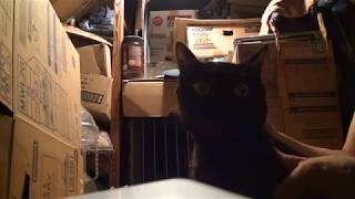 黒猫もーちゃんにプロフェンダー（回虫駆除剤）を滴下(giving Profender,  a spot on wormer for cats to the black cat Mo-chan)