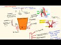 Subclavian Artery Anatomy