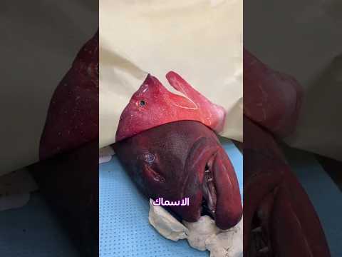 هل سمعت عن فن طباعة السمك