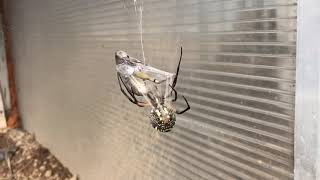 Garden Spider consuming a Grasshopper- Insane!