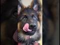 German shepherd puppies training for k9 duties #k9 #germanshepherd #puppy #dog #shorts #viral