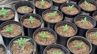 S:6 Ep:2 Outdoor & Indoor Cannabis Grow