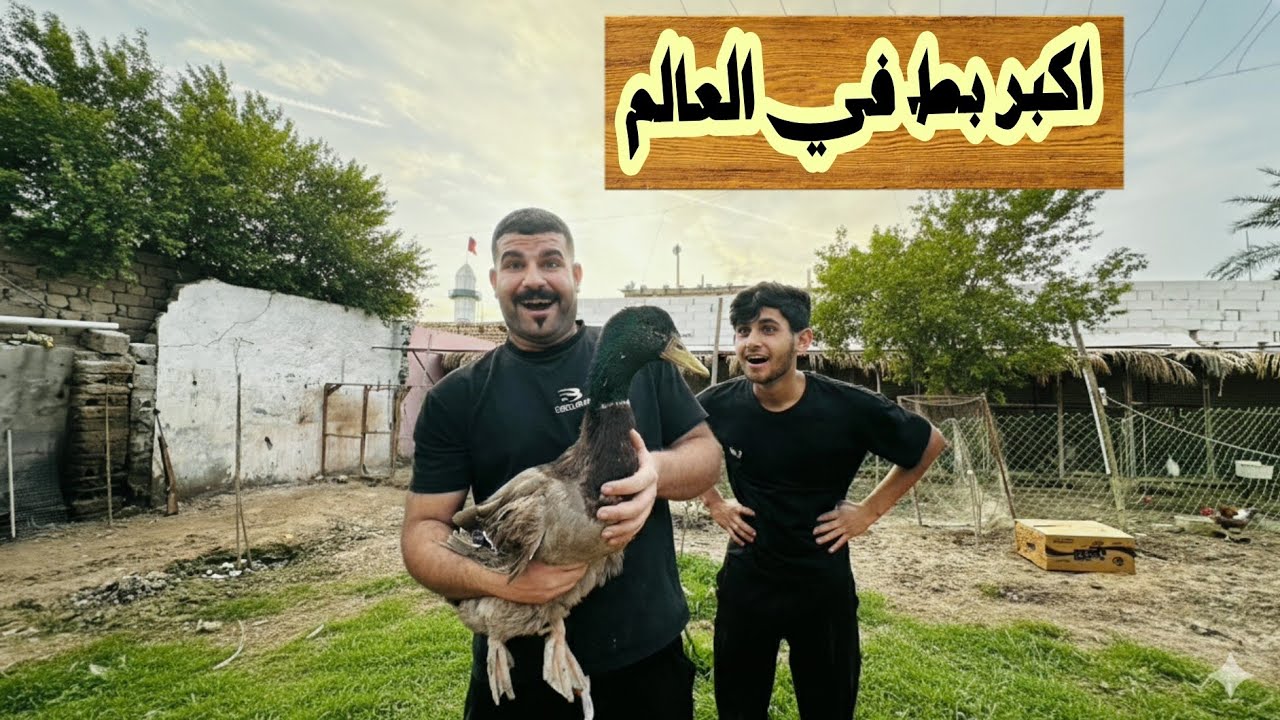 وصول البط الكبر في العالم 😱
