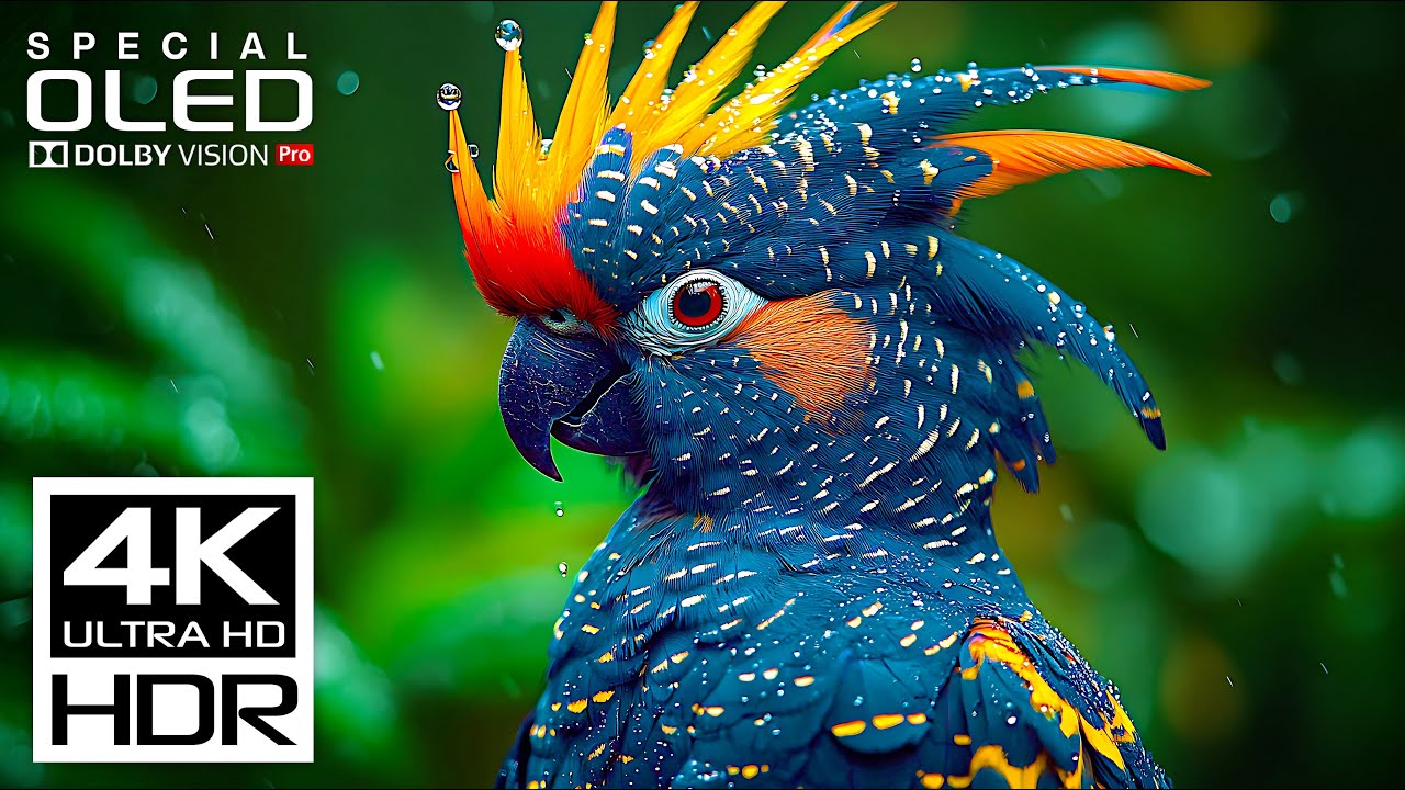 Heaven of All 4K Videos | Dolby Vision HDR 4K 60fps (8K / 4K TV)