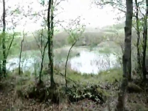 Boerboel Walk in Eersel Netherlands