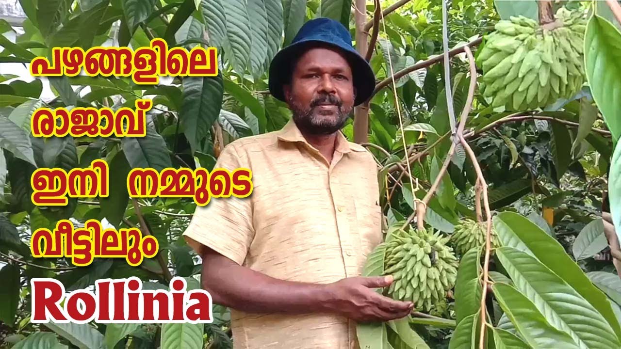 ROLLINIA FRUIT PLANT/റോളീനിയ - YouTube