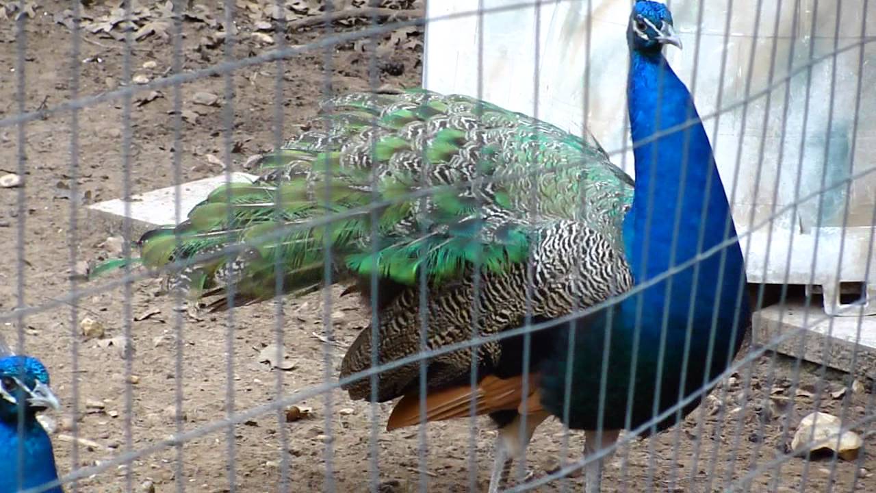 Blue Peacock Albino Peacock at Capital of Texas Zoo - YouTube