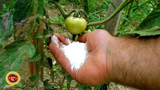 NOW give tomatoes THIS PROTECTION against POTATO BLIGHT !