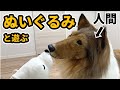 【着ぐるみ】ラフ・コリーになってぬぐるみと遊ぶ！