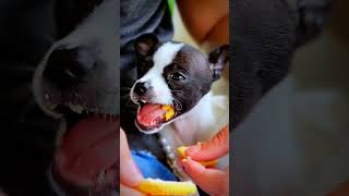 ? Elsa the adorable Chihuahua puppy tries her first cookie.  ? baby puppy Chihuahua