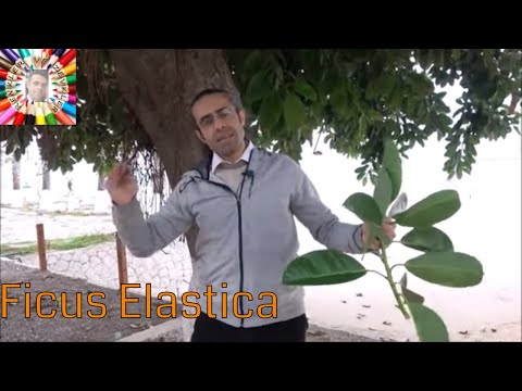 ቪዲዮ: Ficus elastica ለድመቶች መርዛማ ነው?