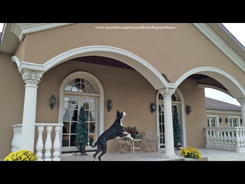 Funny Bouncing Great Dane Is Teased By Brave Squirrel