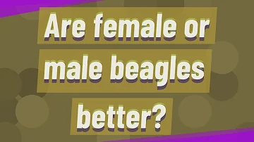 Are female beagles more aggressive?
