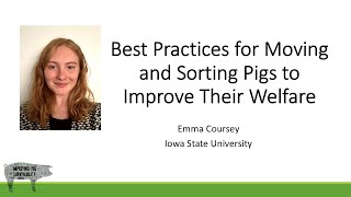 Best Practices for Moving and Sorting Pigs to Improve their Welfare