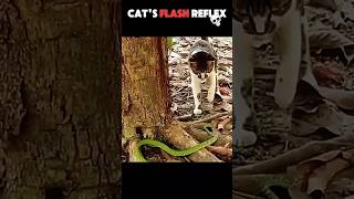 Cat's Flash Reflex 🐱⚡ #cats