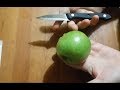Faire pousser pommier en pot à partir de pépins de pomme / How to grow apple tree in pot from a seed