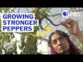 Chili Peppers and Their Impact